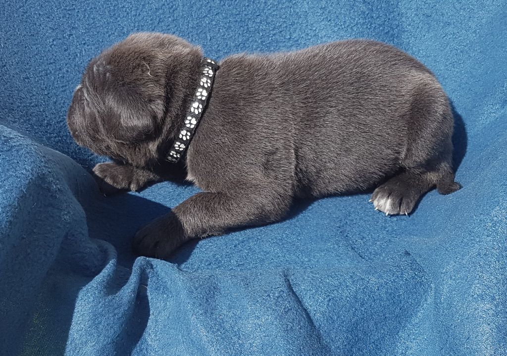 Dei Cani Della Casa Nostra - Chiot disponible  - Cane Corso