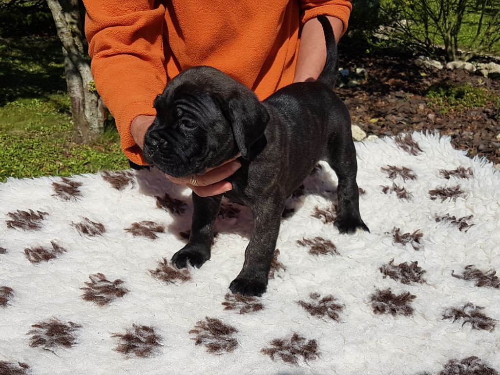 Dei Cani Della Casa Nostra - Chiot disponible  - Cane Corso