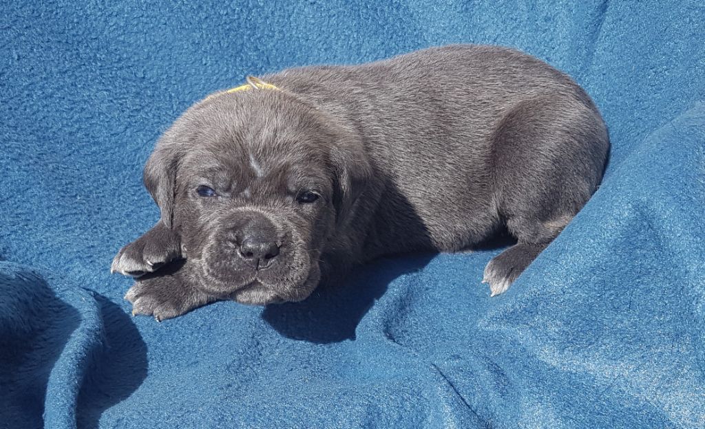 Dei Cani Della Casa Nostra - Chiot disponible  - Cane Corso