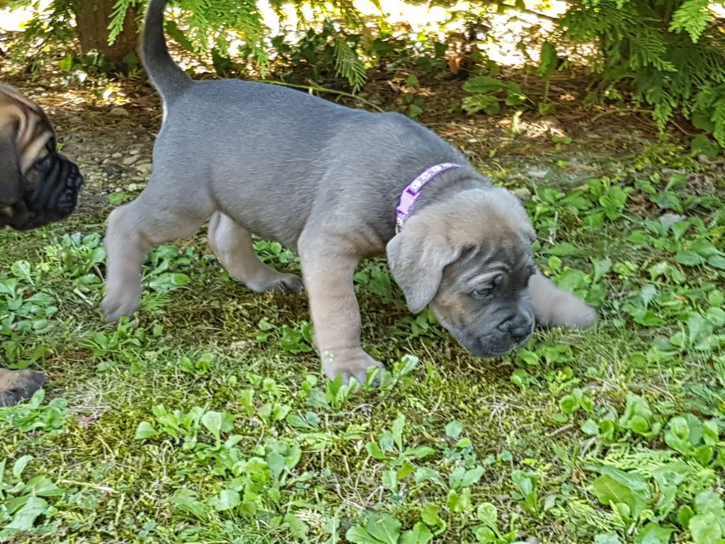 Dei Cani Della Casa Nostra - Chiot disponible  - Cane Corso