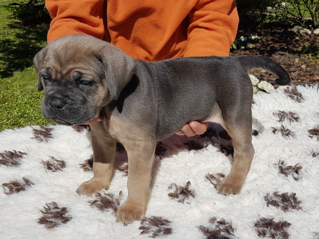 Dei Cani Della Casa Nostra - Chiot disponible  - Cane Corso