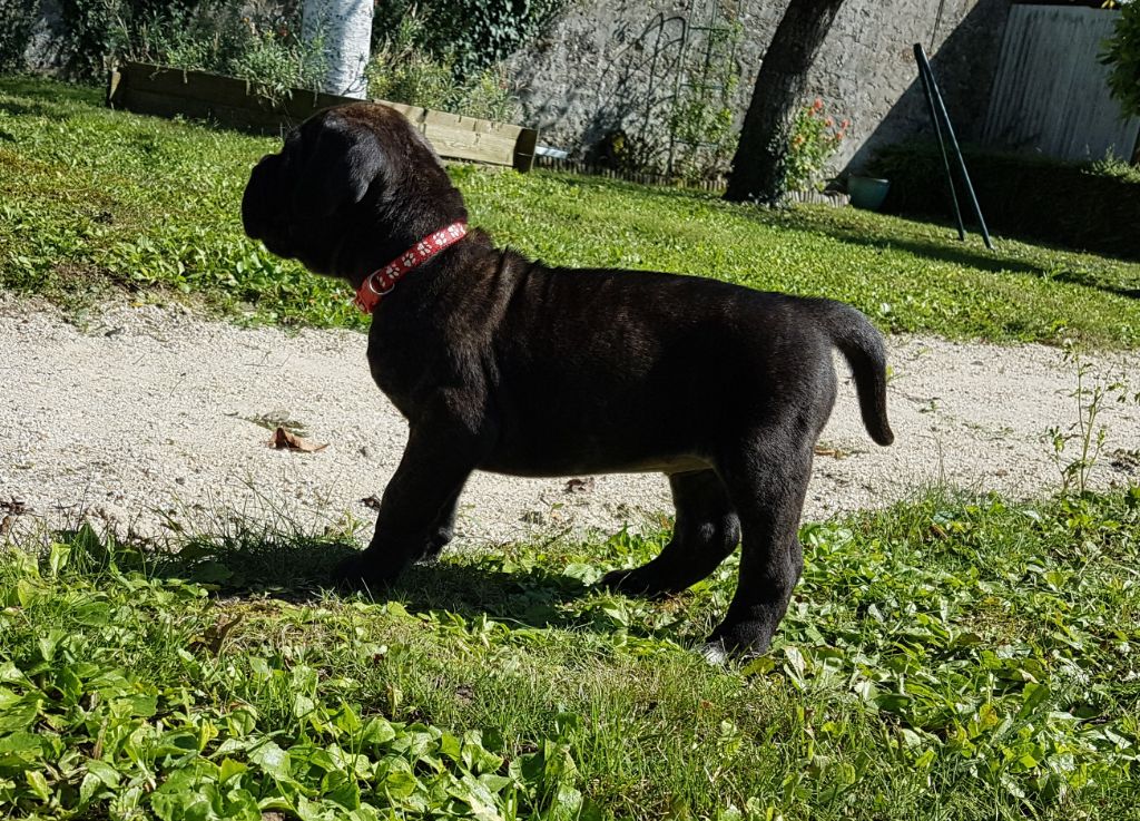 Dei Cani Della Casa Nostra - Chiot disponible  - Cane Corso