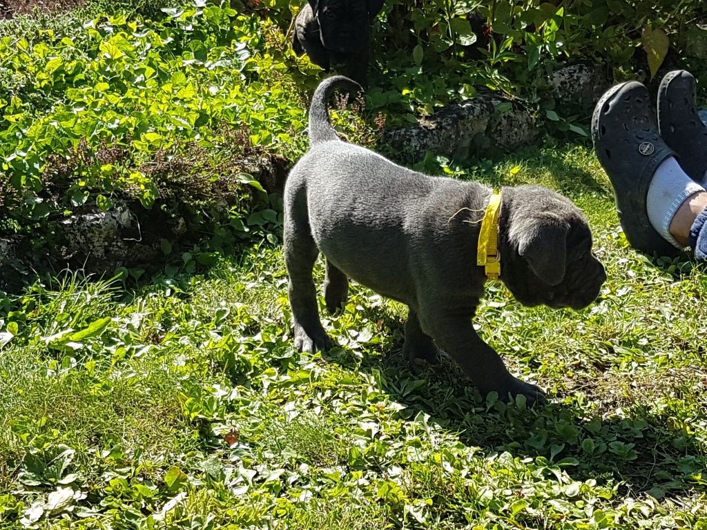 Dei Cani Della Casa Nostra - Chiot disponible  - Cane Corso